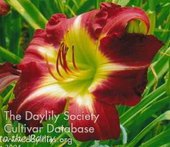 Daylily Late to the Party